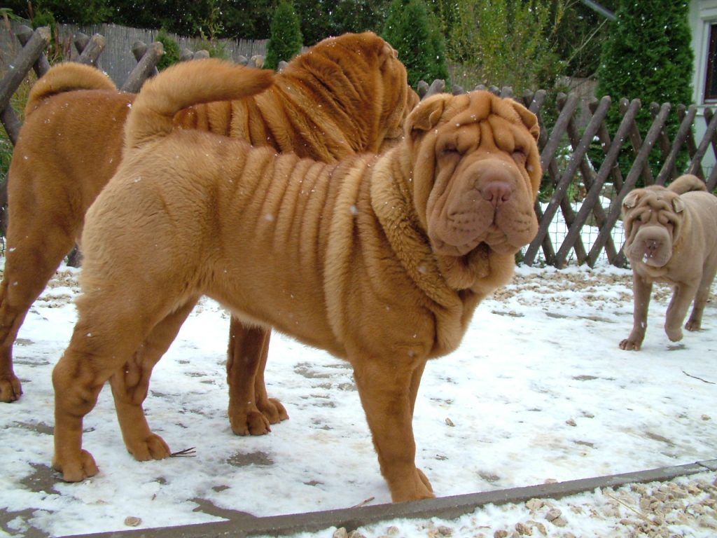 Chinese shar pei