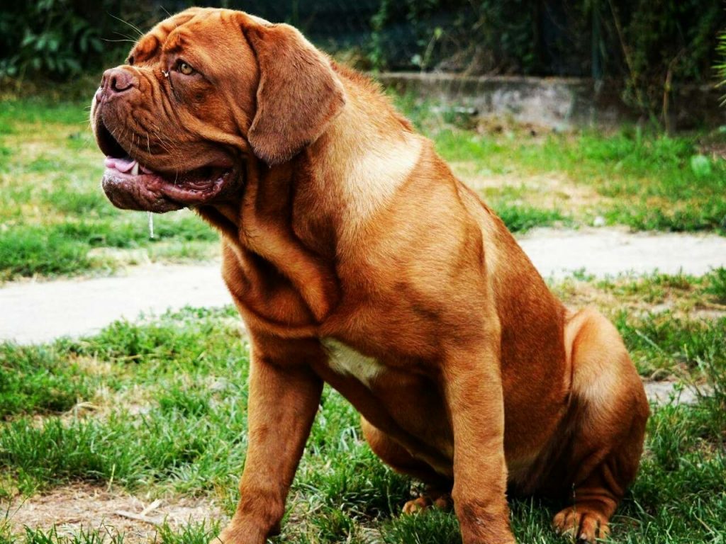 Dogue de Bordeaux