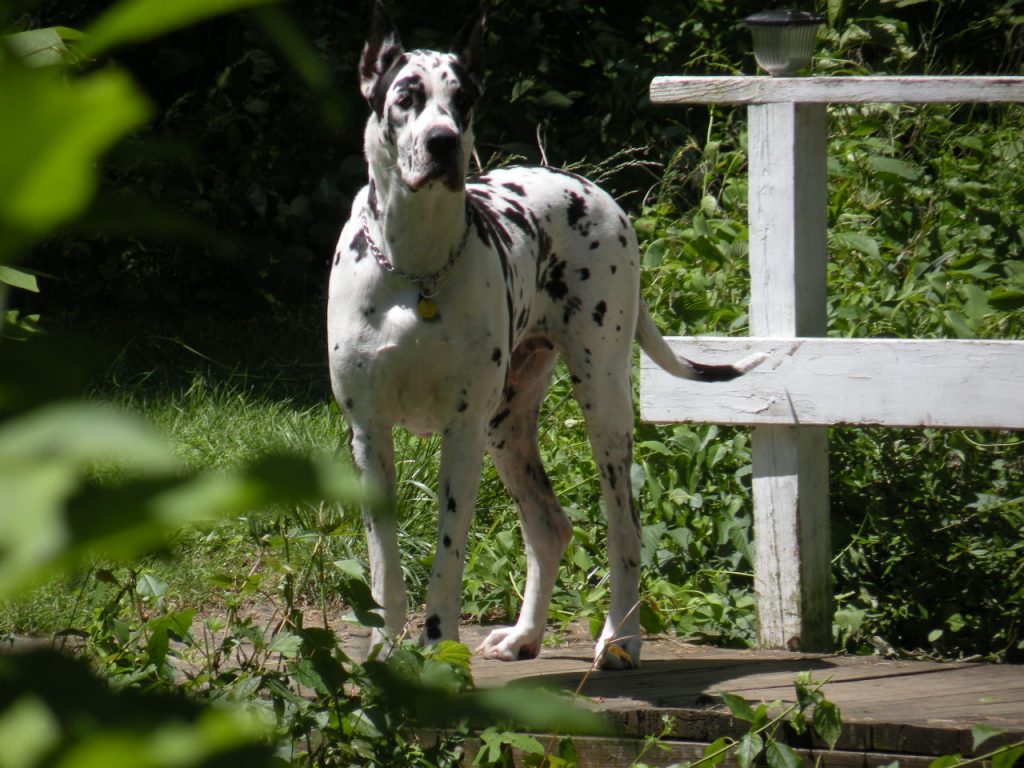 Great Dane