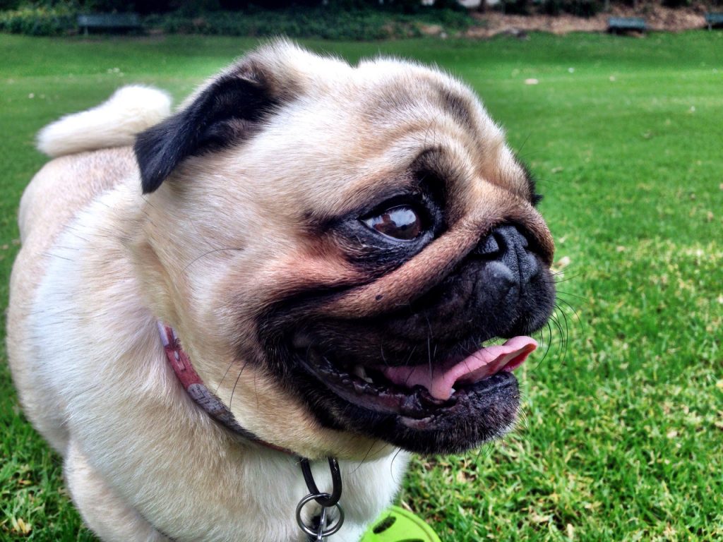 Pug