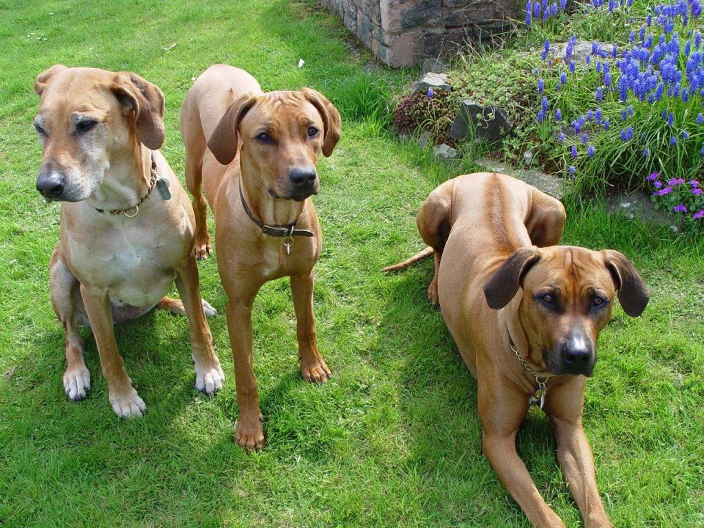 Rhodesian Ridgeback