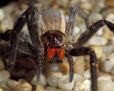 Brazilian Wandering Spider