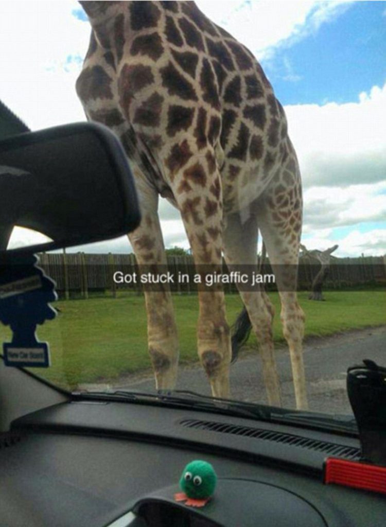 Funny Animal Snapchat