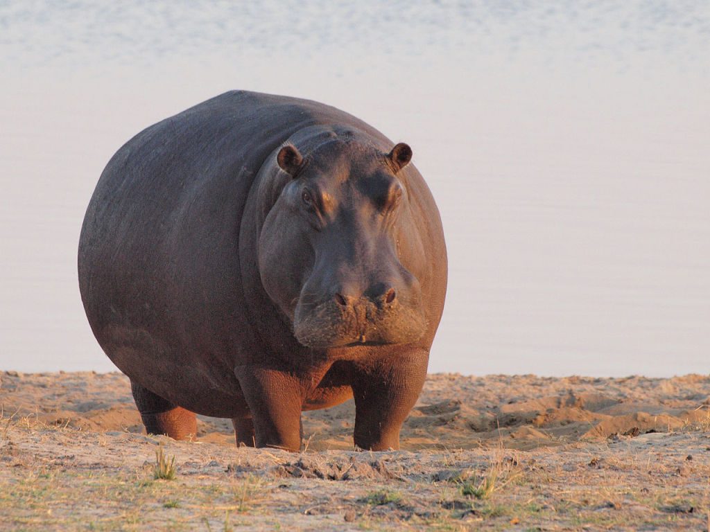 Hippopotamus gorgops