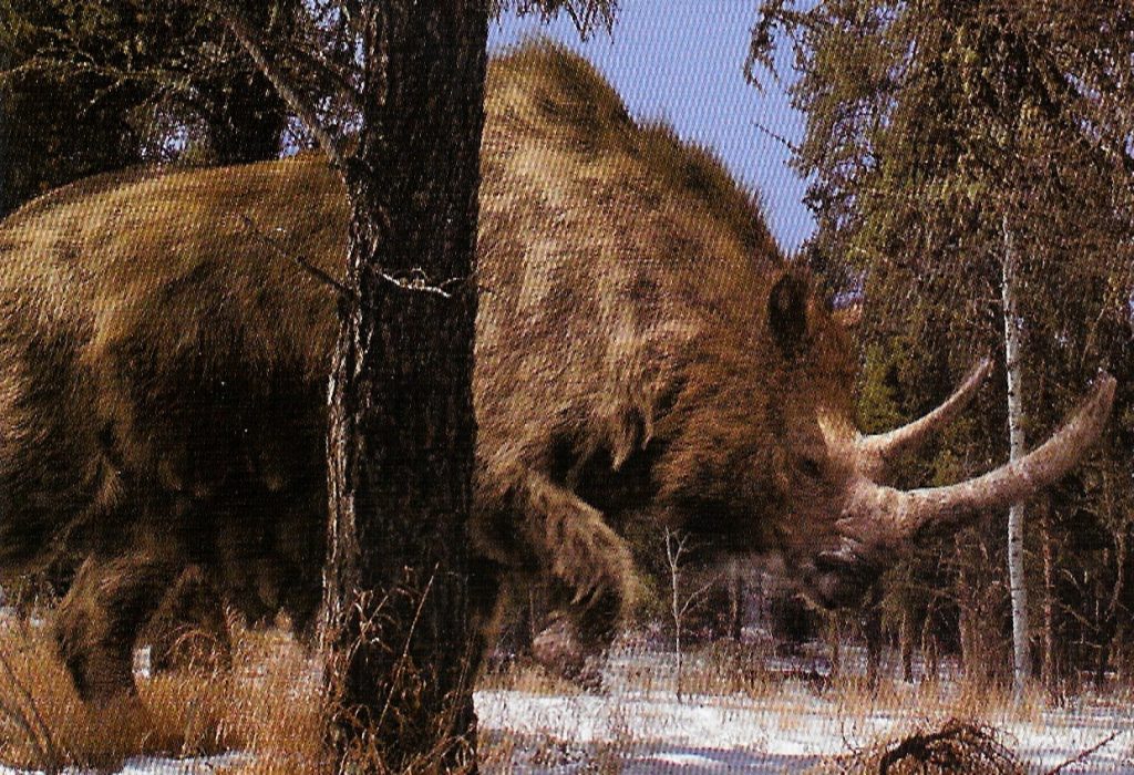 Woolly rhinoceros